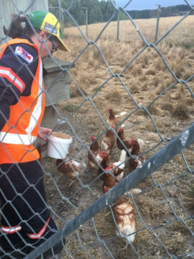 chooks